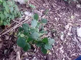 gay outdoor adventure with kcn and tan tao in nature