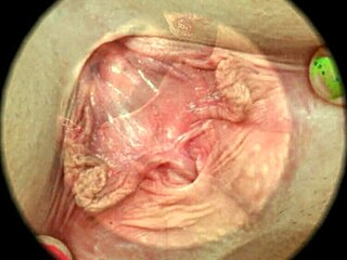 i’m obsessed with this sweet hairy pussy close-up in HD!