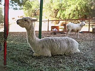 No way! Mary Rider, Africa Danger, Victor Bloom, Eric Capitano in wild orgy 😍