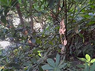 levei na maldade with gay big ass black monster cock blowjob and twink ass action