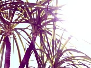 first-time wife documentary with miles mitake shows her sucking and squirting skills