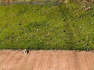 Hot Slut Shows Tits And Gets Blowjob In Public