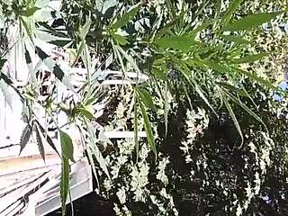 i enjoyed a hot suck and fuck in the 420 patch