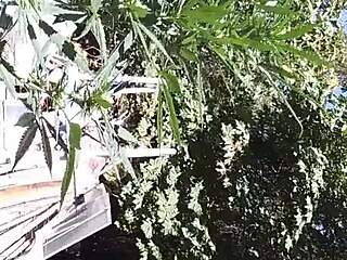 i enjoyed a hot suck and fuck in the 420 patch