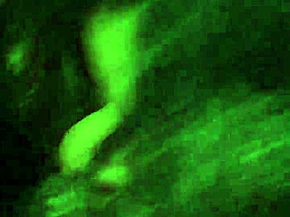 Best blowjob ever, wanna see this black beauty take a mouthful cumshot?