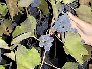 She thanked me for the grapes with cunnilingus, licking my wet pussy deep.