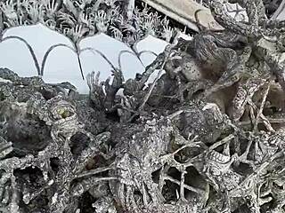 The white temple in Chiang Rai is magical right? 😍