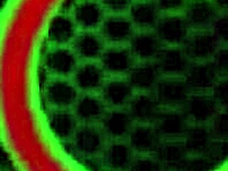 nikki benz really loves those big tit blondes, licking and scissoring them