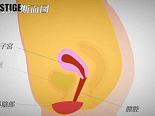 i love getting creampied by asian toys and blowjobs