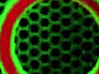 Charlee Chase’s Tight Slit Struggles with Fresh BBC Toy