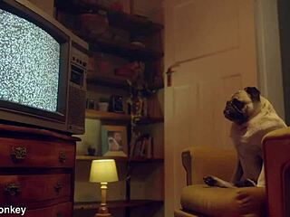 Benefit monkey liz rainbow gets mouthful of semen