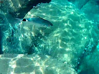 Fish gobbling up thick cum loads for liquid lunch?! Cum everywhere!